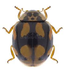 Attēlu rezultāti vaicājumam “Adalia decempunctata”