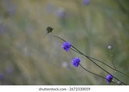 Attēlu rezultāti vaicājumam “Succisa pratensis bud”