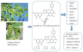 Attēlu rezultāti vaicājumam “Ginkgo biloba male flower”