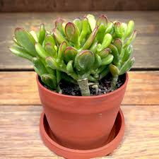 Image result for Crassula hobbit