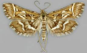 Attēlu rezultāti vaicājumam “Diasemia reticularis”