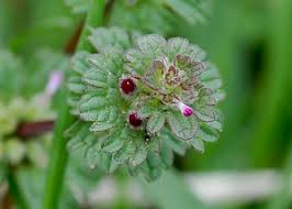 Attēlu rezultāti vaicājumam “Lamium amplexicaule flower”