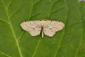Attēlu rezultāti vaicājumam “Idaea dimidiata”