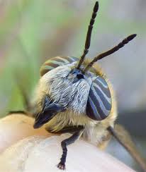 Attēlu rezultāti vaicājumam “Heptatoma pellucens”