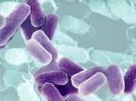 of Intestinal <b>Bacteria</b>.