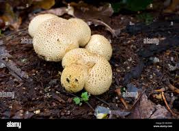 Attēlu rezultāti vaicājumam “Scleroderma citrinum”