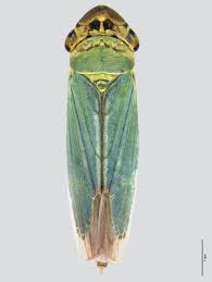 Attēlu rezultāti vaicājumam “Cicadella viridis female”