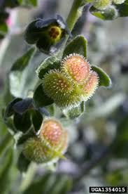 Attēlu rezultāti vaicājumam “Cynoglossum officinale fruit”