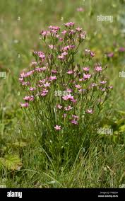 Attēlu rezultāti vaicājumam “Centaurium littorale flower”