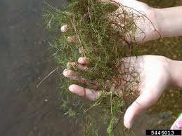 Attēlu rezultāti vaicājumam “Najas minor”