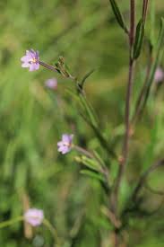 Attēlu rezultāti vaicājumam “Epilobium palustre flower”