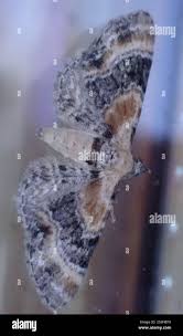 Attēlu rezultāti vaicājumam “Eupithecia linariata”