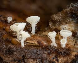 Attēlu rezultāti vaicājumam “Didymium verrucisporum stalked”