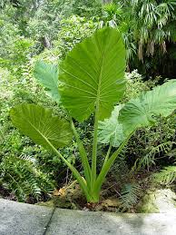 Attēlu rezultāti vaicājumam “Lophozia laxa macro”