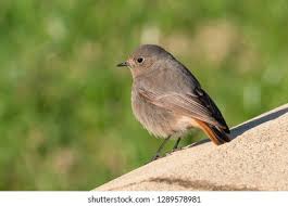 Attēlu rezultāti vaicājumam “Phoenicurus ochruros female”