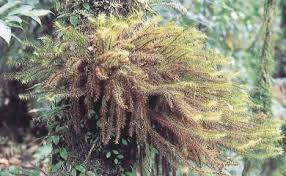 Attēlu rezultāti vaicājumam “Pottiales”