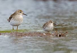 Image result for Calidris subminuta