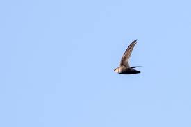 Image result for Chaetura pelagica