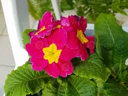 Attēlu rezultāti vaicājumam “Primulaceae”