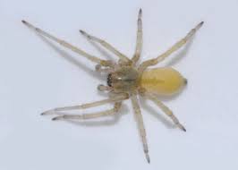 Attēlu rezultāti vaicājumam “Cheiracanthium sp. male”