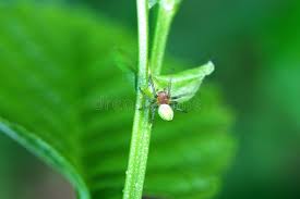 Attēlu rezultāti vaicājumam “Araniella male”