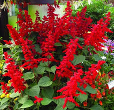 Image result for Salvia splendens