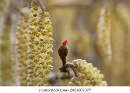 Attēlu rezultāti vaicājumam “Corylus avellana female flower”