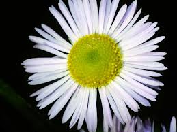 Attēlu rezultāti vaicājumam “Erigeron annuus”
