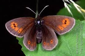 Attēlu rezultāti vaicājumam “Erebia aethiops upperside”