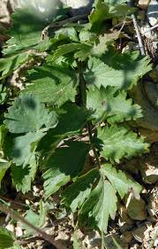 Attēlu rezultāti vaicājumam “Pimpinella saxifraga leaf”