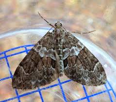 Attēlu rezultāti vaicājumam “Thera variata”