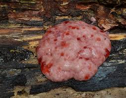 Attēlu rezultāti vaicājumam “Amaurochaete sp.”