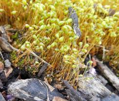 Attēlu rezultāti vaicājumam “Funariales”