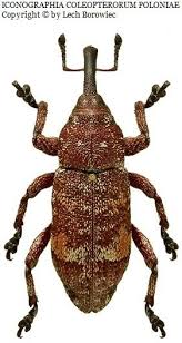 Attēlu rezultāti vaicājumam “Pissodes piniphilus”