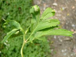 Attēlu rezultāti vaicājumam “Urocystis anemones”