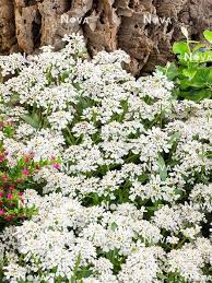 Image result for Iberis amara