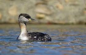 Attēlu rezultāti vaicājumam “Podiceps grisegena”