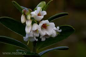 Attēlu rezultāti vaicājumam “Vaccinium vitis-idaea flower”