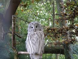 Attēlu rezultāti vaicājumam “Strix uralensis”