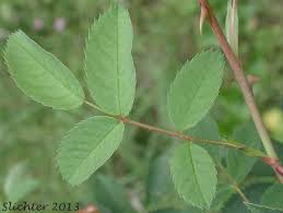 Attēlu rezultāti vaicājumam “Rosa subcanina leaf”