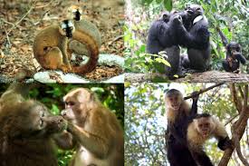 Attēlu rezultāti vaicājumam “Primates”