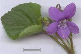 Attēlu rezultāti vaicājumam “Viola canina flower”