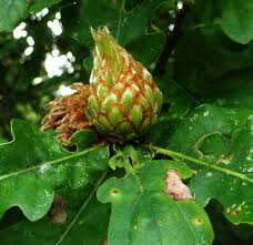 Attēlu rezultāti vaicājumam “Andricus foecundatrix”