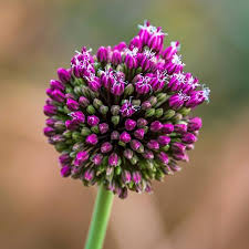 Attēlu rezultāti vaicājumam “Allium sativum bud”
