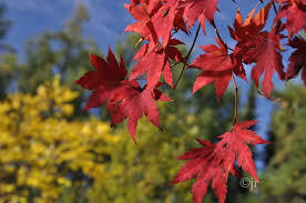 Attēlu rezultāti vaicājumam “Acer pseudosieboldianum”