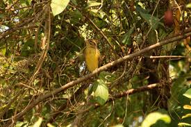 Image result for Emberiza aureola