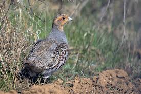 Attēlu rezultāti vaicājumam “Perdix perdix adult”