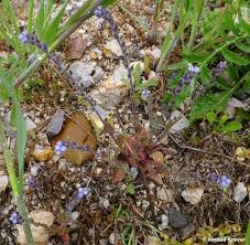 Attēlu rezultāti vaicājumam “Myosotis stricta”