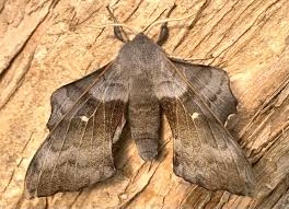 Attēlu rezultāti vaicājumam “Laothoe populi imago”