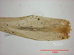 Attēlu rezultāti vaicājumam “Dicranum flagellare”